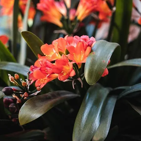 Oda ve Kahvaltı Noctis 4*