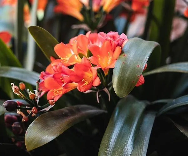 Oda ve Kahvaltı Noctis 4*